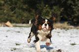 CAVALIER KING CHARLES 516